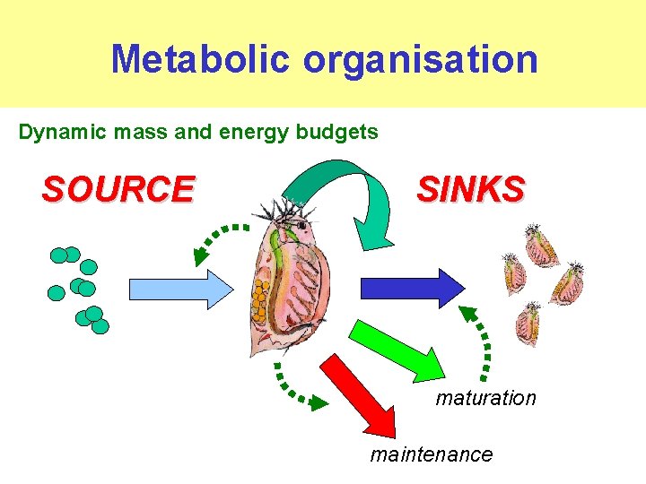 Metabolic organisation Dynamic mass and energy budgets SOURCE SINKS maturation maintenance 
