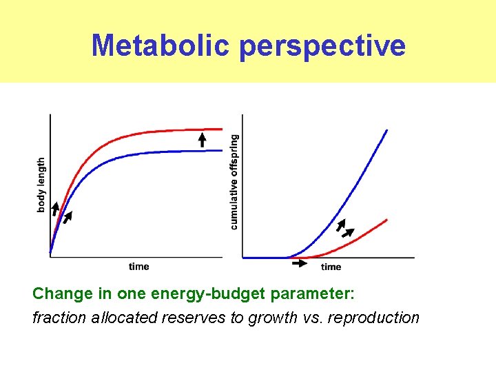 Metabolic perspective Change in one energy-budget parameter: fraction allocated reserves to growth vs. reproduction