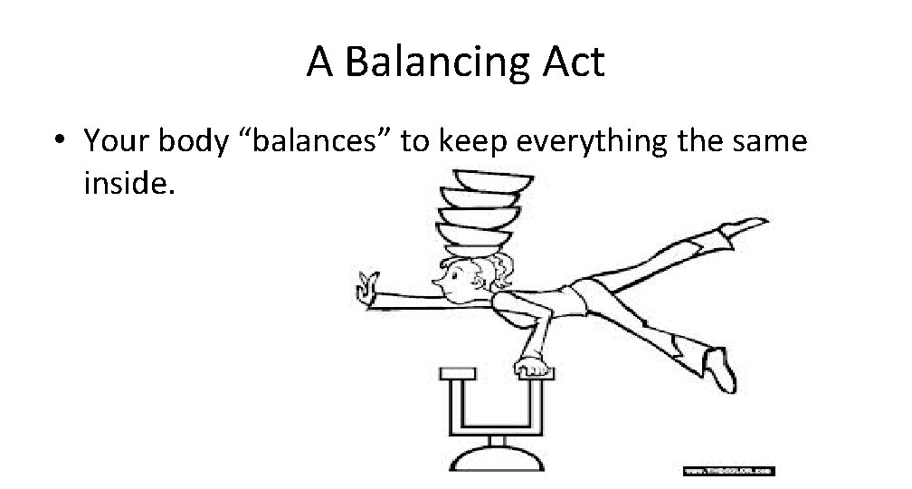 A Balancing Act • Your body “balances” to keep everything the same inside. 