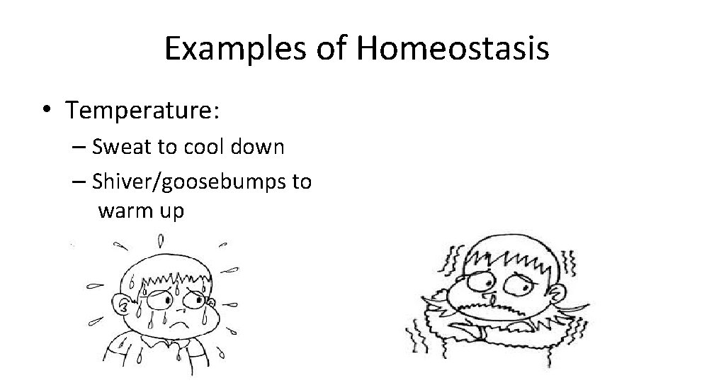 Examples of Homeostasis • Temperature: – Sweat to cool down – Shiver/goosebumps to warm