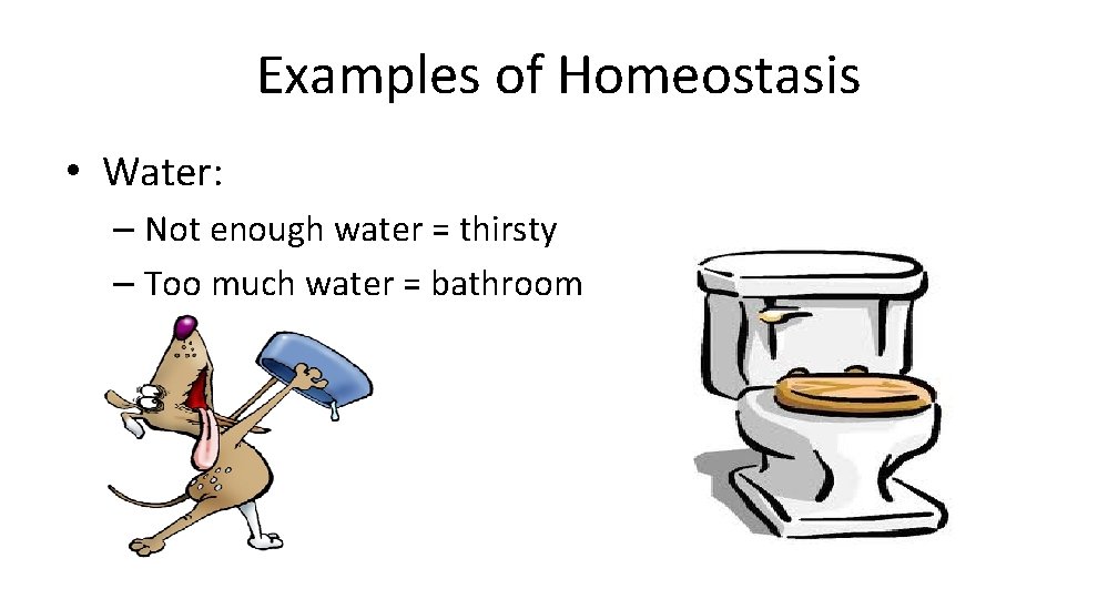 Examples of Homeostasis • Water: – Not enough water = thirsty – Too much