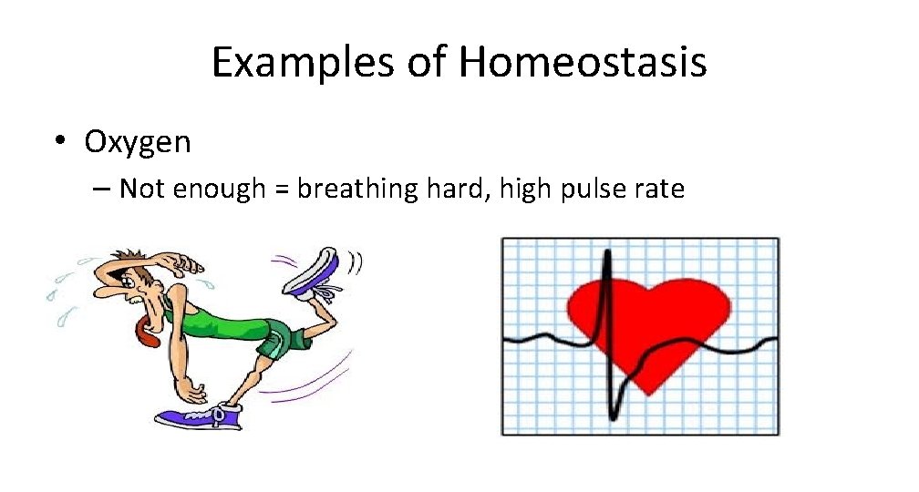 Examples of Homeostasis • Oxygen – Not enough = breathing hard, high pulse rate