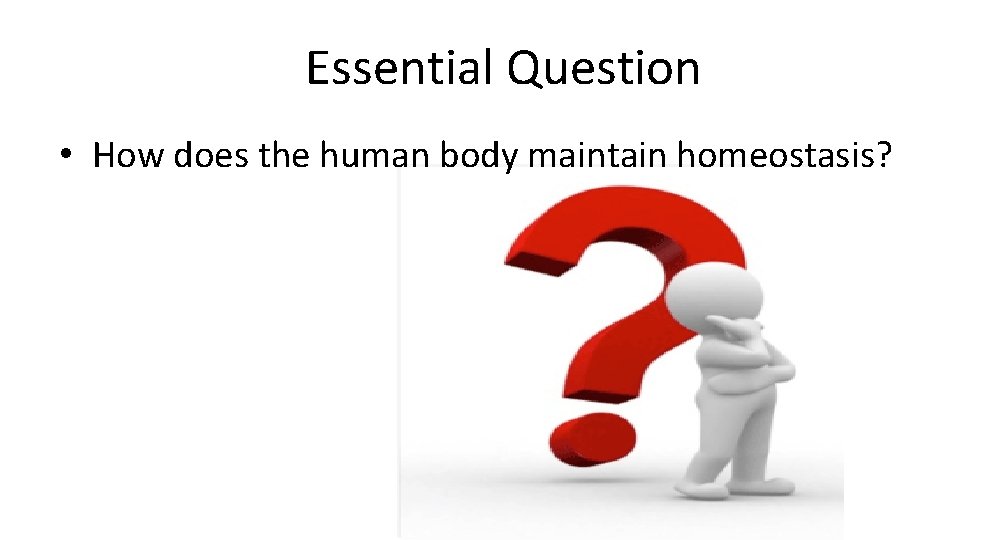 Essential Question • How does the human body maintain homeostasis? 