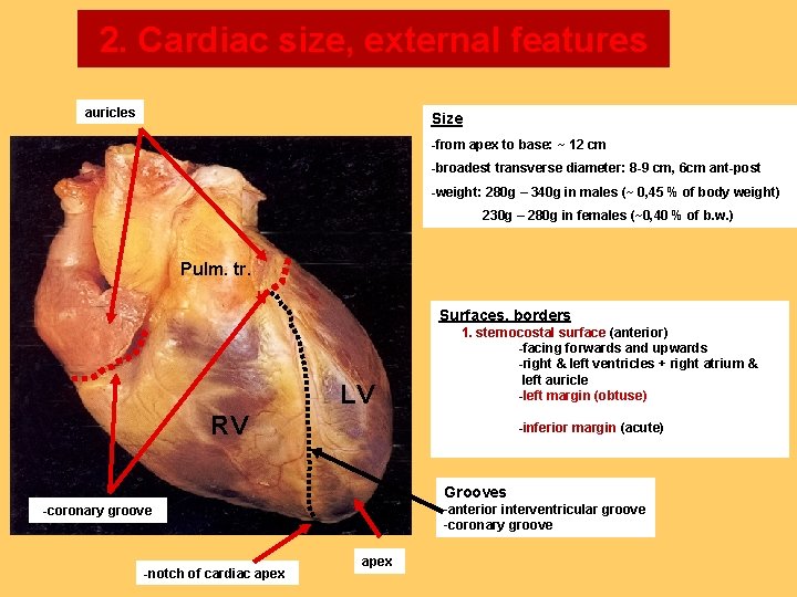 2. Cardiac size, external features auricles Size -from apex to base: ~ 12 cm
