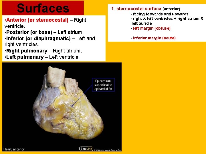 Surfaces • Anterior (or sternocostal) – Right ventricle. • Posterior (or base) – Left