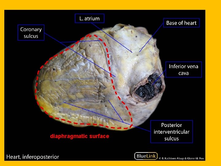 diaphragmatic surface 