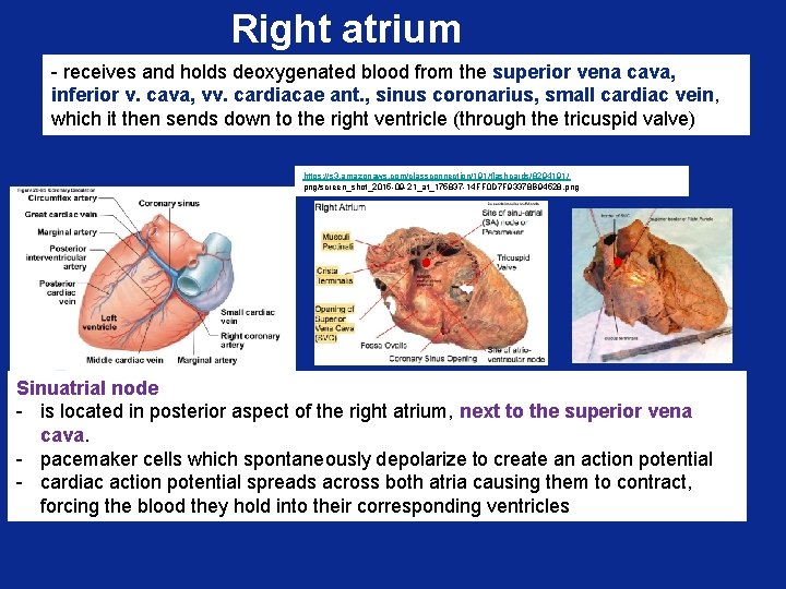 Right atrium - receives and holds deoxygenated blood from the superior vena cava, inferior