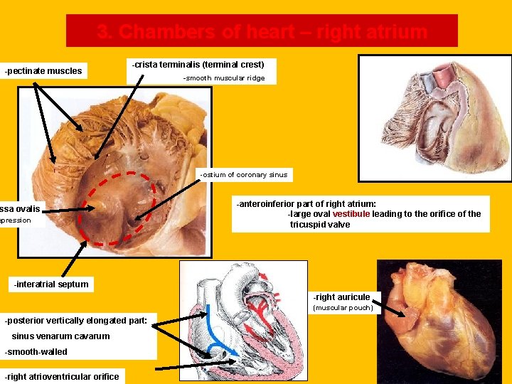 3. Chambers of heart – right atrium -pectinate muscles -crista terminalis (terminal crest) -smooth