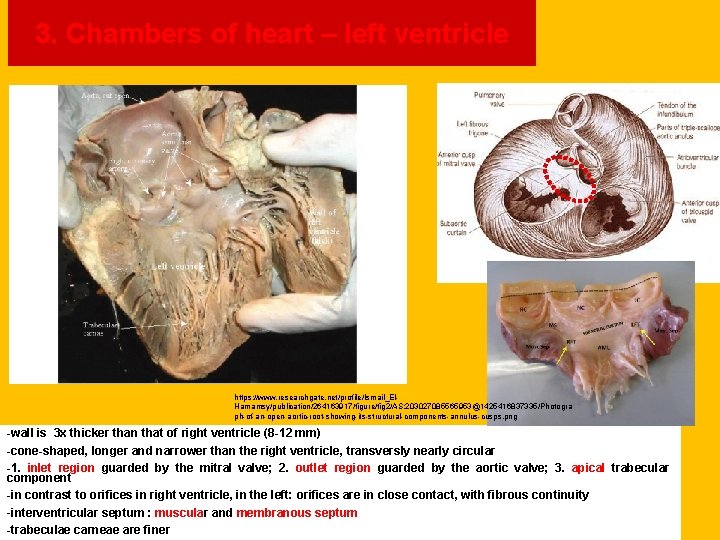 3. Chambers of heart – left ventricle https: //www. researchgate. net/profile/Ismail_El. Hamamsy/publication/264163917/figure/fig 2/AS: 203027085565953@1425416837335/Photogra