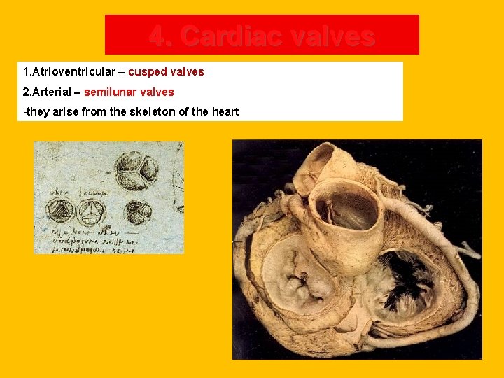 4. Cardiac valves 1. Atrioventricular – cusped valves 2. Arterial – semilunar valves -they