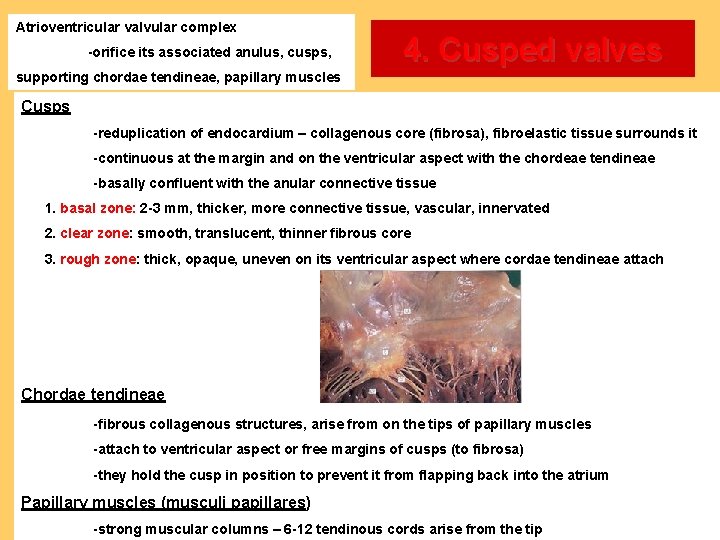Atrioventricular valvular complex -orifice its associated anulus, cusps, 4. Cusped valves supporting chordae tendineae,