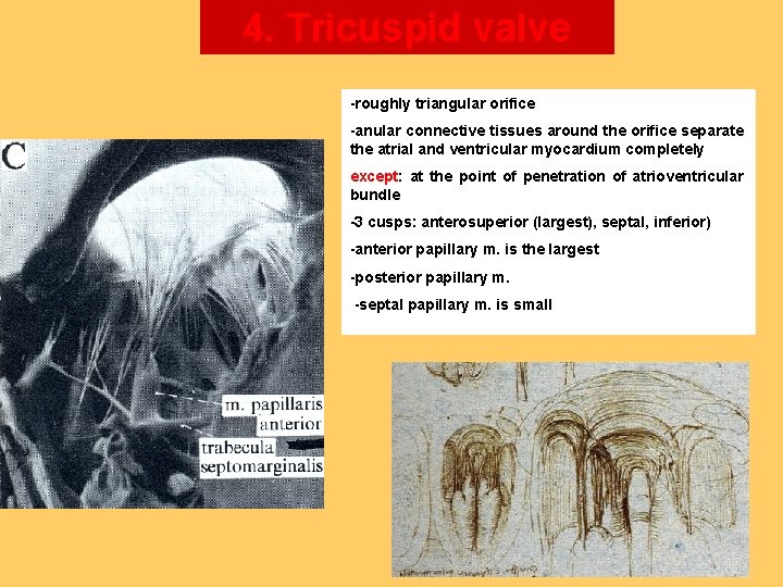 4. Tricuspid valve -roughly triangular orifice -anular connective tissues around the orifice separate the