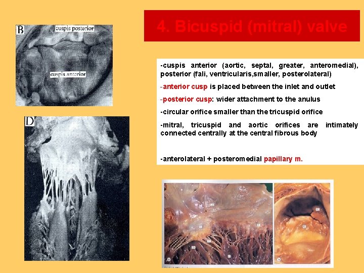 4. Bicuspid (mitral) valve -cuspis anterior (aortic, septal, greater, anteromedial), posterior (fali, ventricularis, smaller,