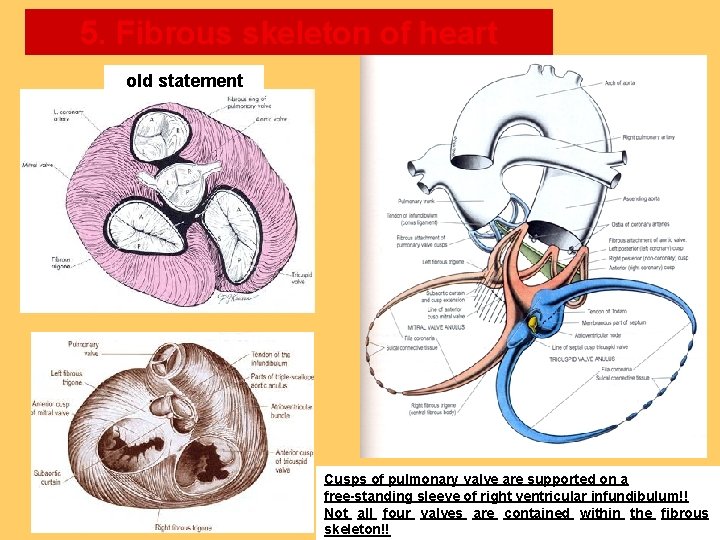 5. Fibrous skeleton of heart old statement Cusps of pulmonary valve are supported on