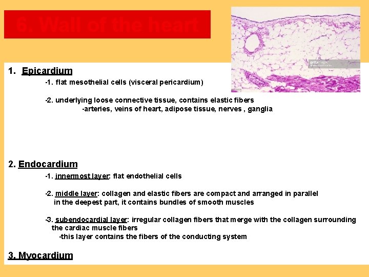 6. Wall of the heart 1. Epicardium -1. flat mesothelial cells (visceral pericardium) -2.