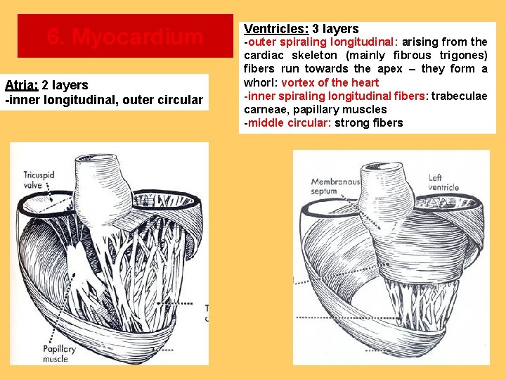 6. Myocardium Atria: 2 layers -inner longitudinal, outer circular Ventricles: 3 layers -outer spiraling