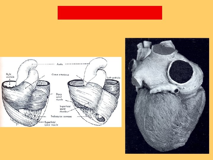 6. Myocardium 