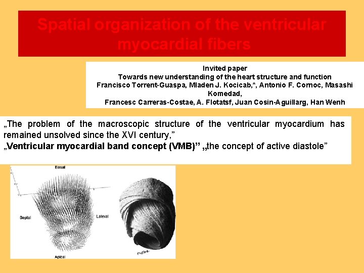 Spatial organization of the ventricular myocardial fibers Invited paper Towards new understanding of the