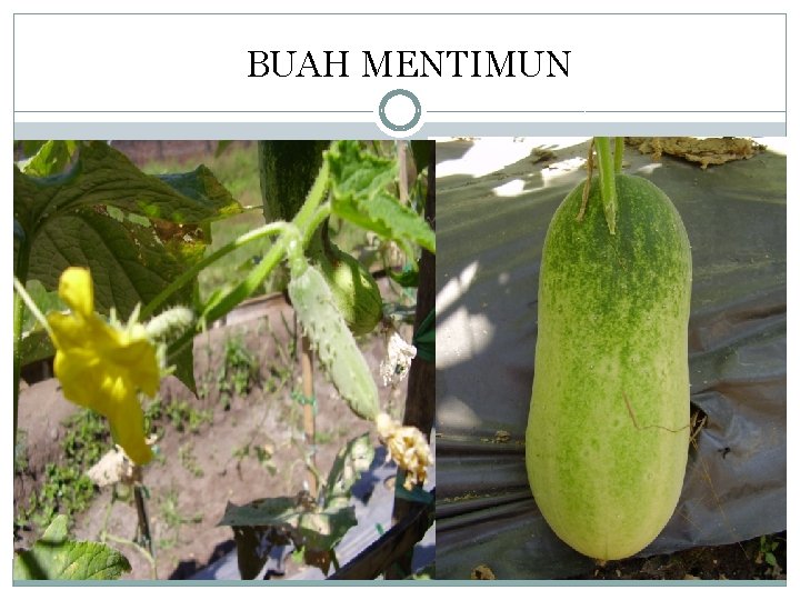 BUAH MENTIMUN 