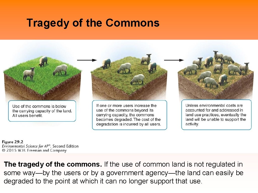 Tragedy of the Commons The tragedy of the commons. If the use of common