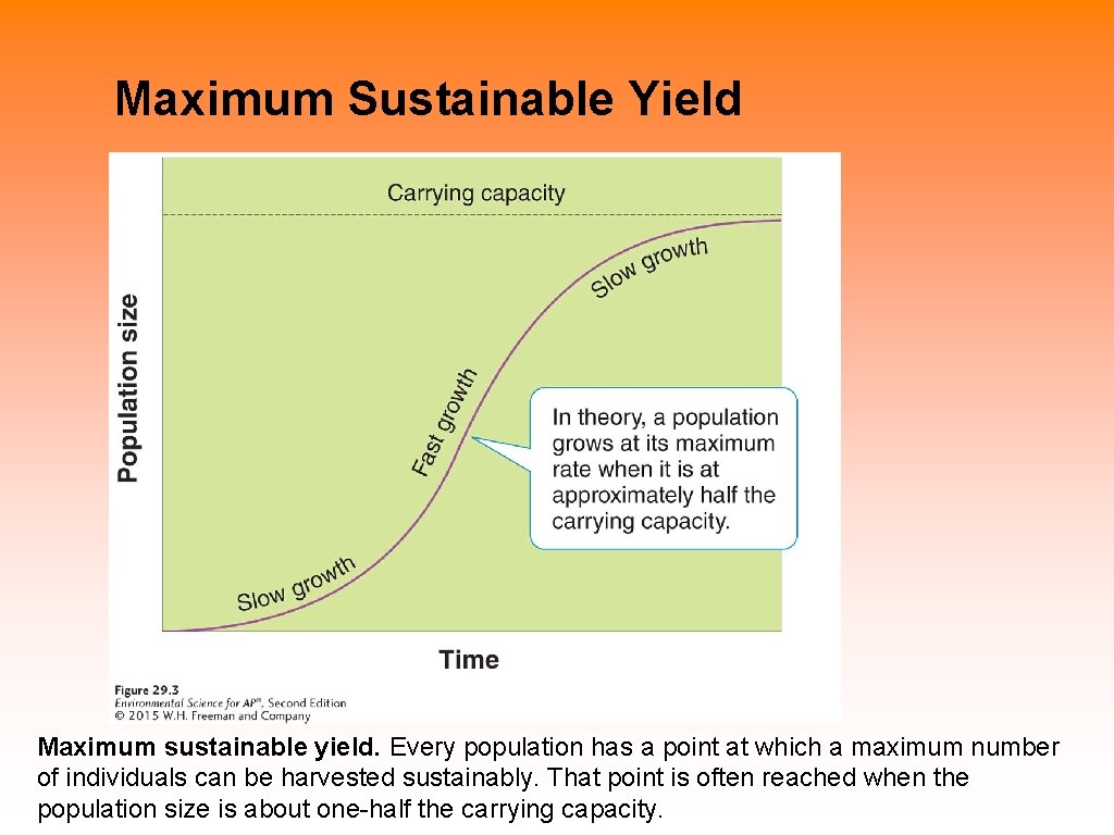 Maximum Sustainable Yield Maximum sustainable yield. Every population has a point at which a