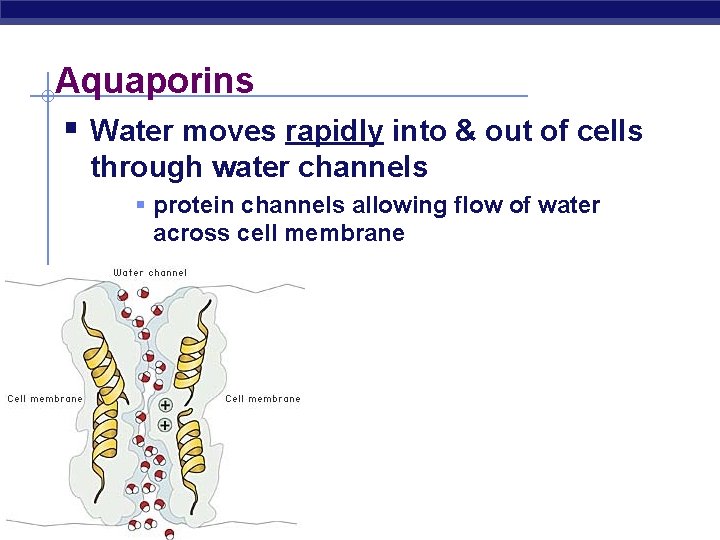 Aquaporins § Water moves rapidly into & out of cells through water channels §