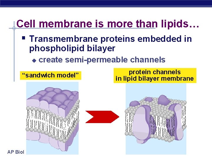 Cell membrane is more than lipids… § Transmembrane proteins embedded in phospholipid bilayer u