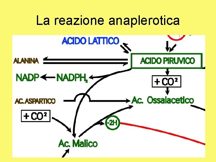 La reazione anaplerotica 