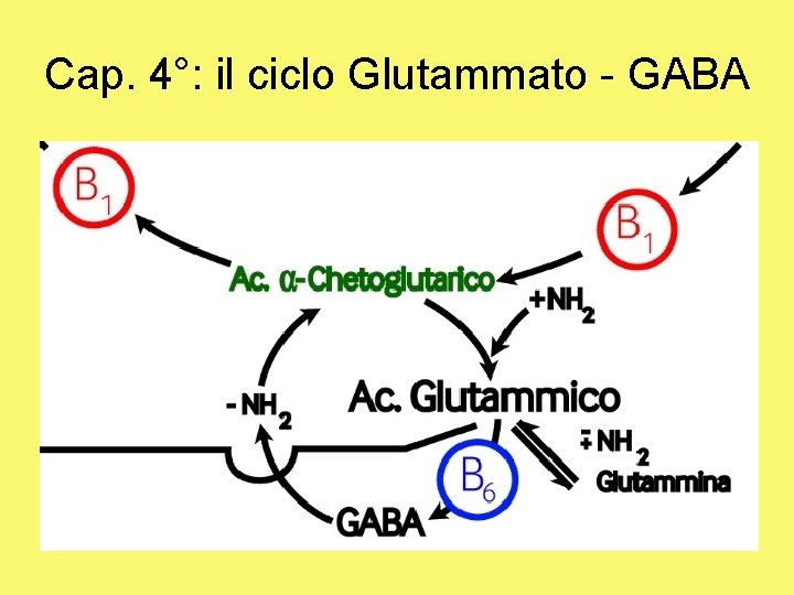 Cap. 4°: il ciclo Glutammato - GABA 