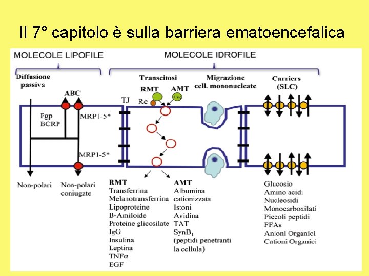  Il 7° capitolo è sulla barriera ematoencefalica 