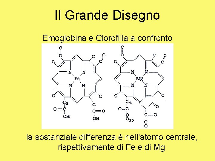 Il Grande Disegno Emoglobina e Clorofilla a confronto la sostanziale differenza è nell’atomo centrale,