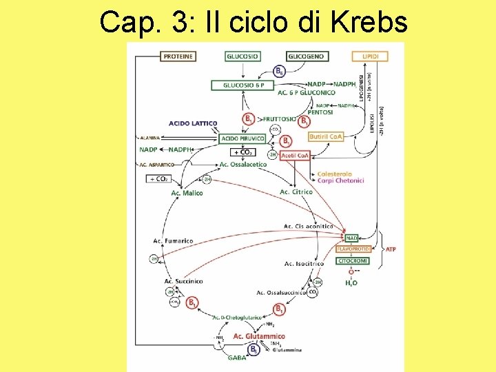 Cap. 3: Il ciclo di Krebs 