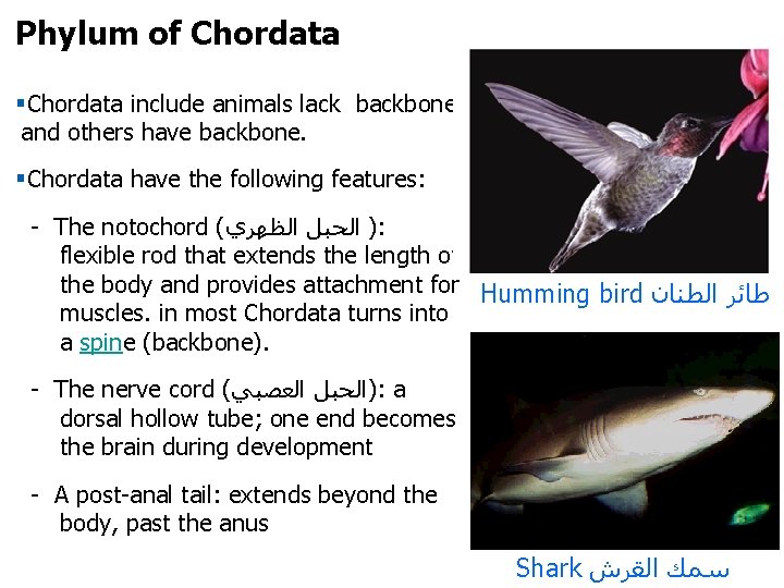 Phylum of Chordata §Chordata include animals lack backbone and others have backbone. §Chordata have