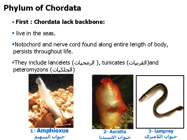 Phylum of Chordata § First : Chordata lack backbone: § live in the seas.