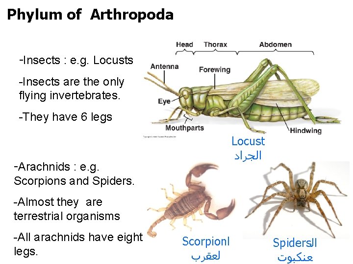 Phylum of Arthropoda -Insects : e. g. Locusts -Insects are the only flying invertebrates.