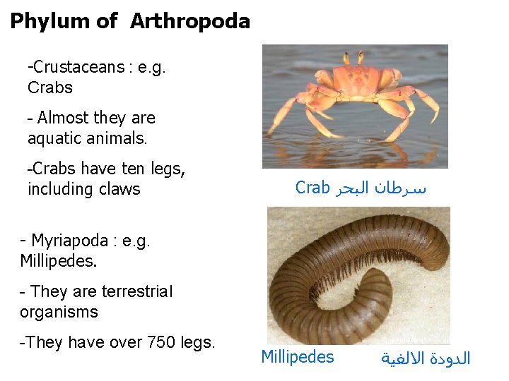 Phylum of Arthropoda -Crustaceans : e. g. Crabs - Almost they are aquatic animals.