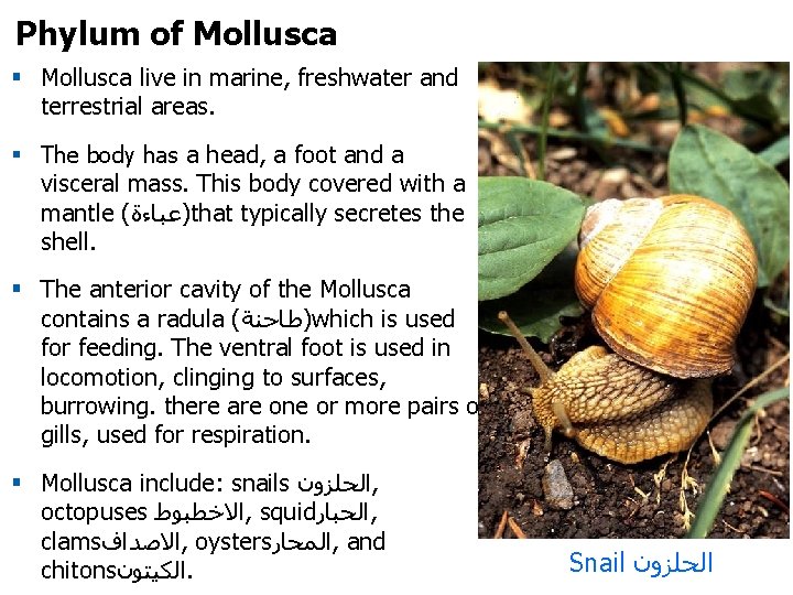 Phylum of Mollusca § Mollusca live in marine, freshwater and terrestrial areas. § The