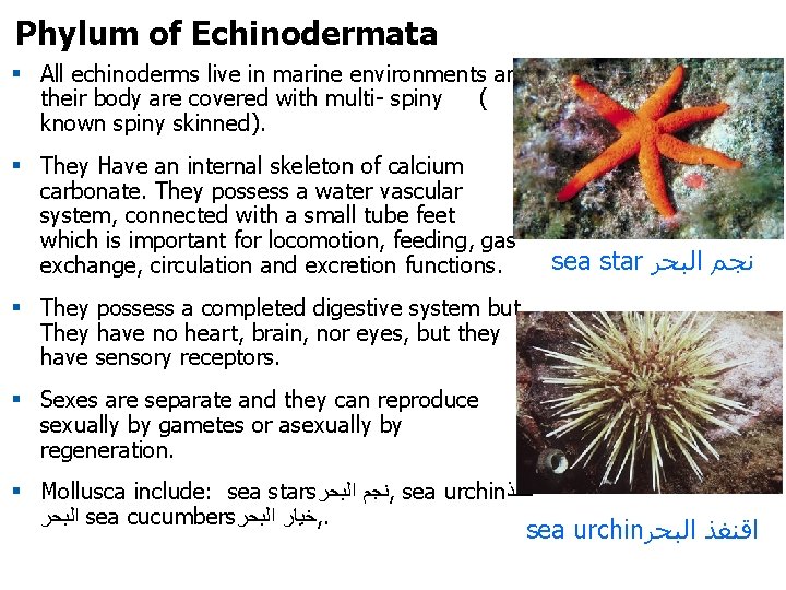 Phylum of Echinodermata § All echinoderms live in marine environments and their body are