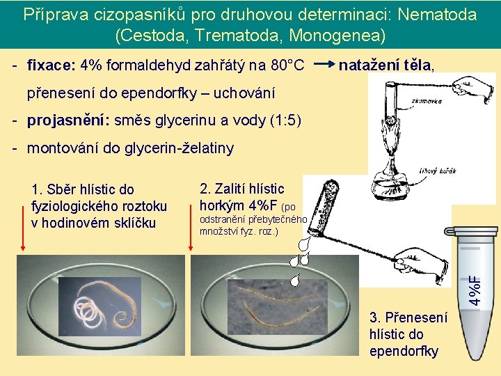 Příprava cizopasníků pro druhovou determinaci: Nematoda (Cestoda, Trematoda, Monogenea) - fixace: 4% formaldehyd zahřátý