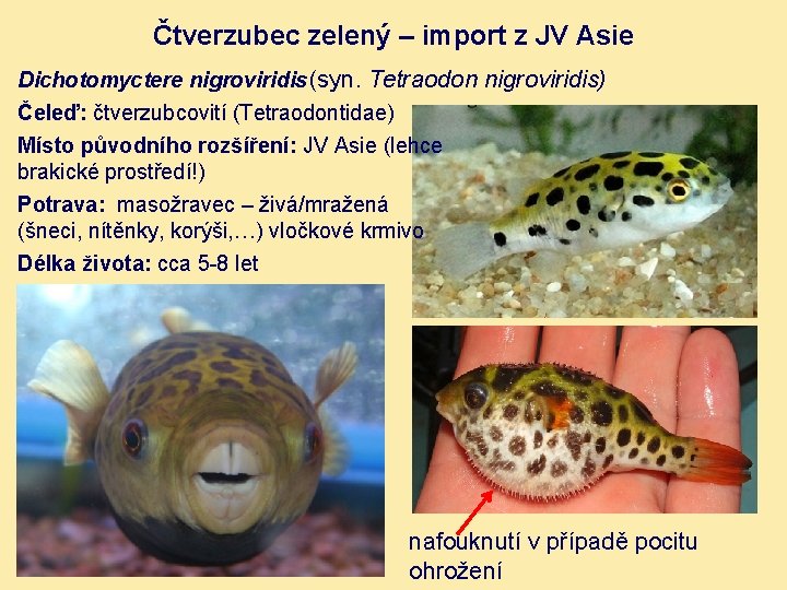 Čtverzubec zelený – import z JV Asie Dichotomyctere nigroviridis (syn. Tetraodon nigroviridis) Čeleď: čtverzubcovití