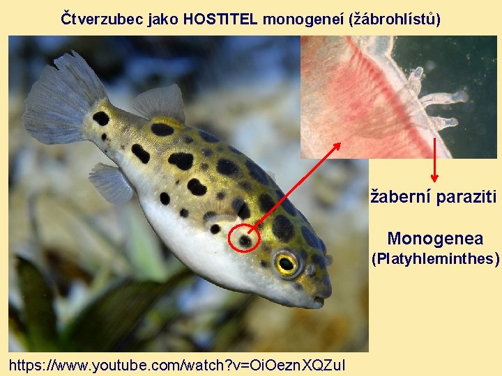 Čtverzubec jako HOSTITEL monogeneí (žábrohlístů) žaberní paraziti Monogenea (Platyhleminthes) https: //www. youtube. com/watch? v=Oi.