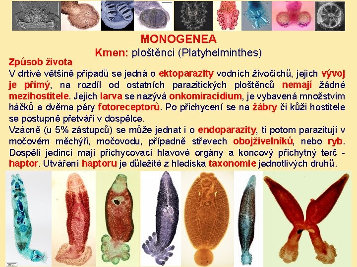 MONOGENEA Kmen: ploštěnci (Platyhelminthes) Způsob života V drtivé většině případů se jedná o ektoparazity