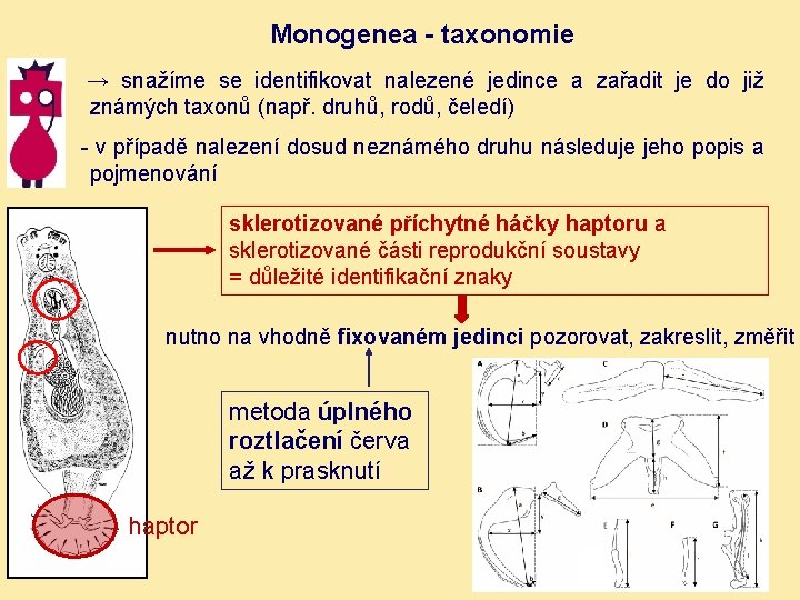 Monogenea - taxonomie → snažíme se identifikovat nalezené jedince a zařadit je do již