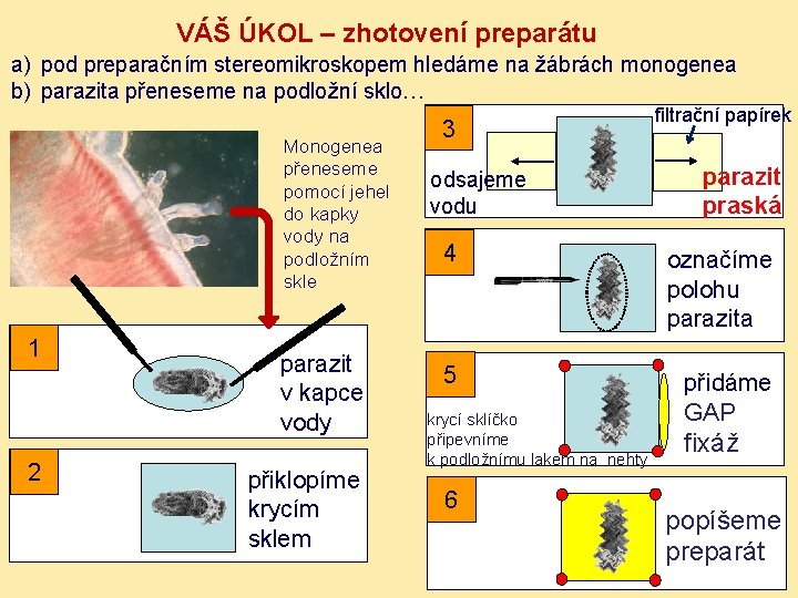 VÁŠ ÚKOL – zhotovení preparátu a) pod preparačním stereomikroskopem hledáme na žábrách monogenea b)