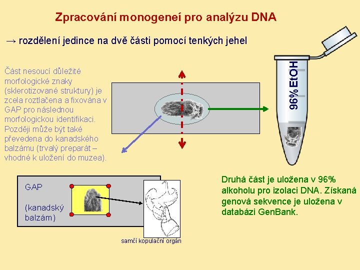 Zpracování monogeneí pro analýzu DNA 96%Et. OH → rozdělení jedince na dvě části pomocí
