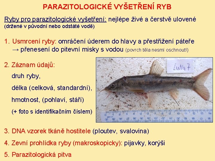 PARAZITOLOGICKÉ VYŠETŘENÍ RYB Ryby pro parazitologické vyšetření: nejlépe živé a čerstvě ulovené (držené v