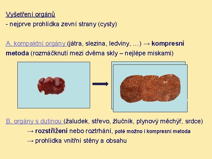 Vyšetření orgánů - nejprve prohlídka zevní strany (cysty) A. kompaktní orgány (játra, slezina, ledviny,