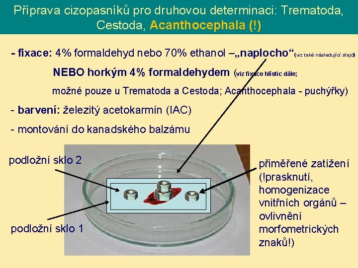 Příprava cizopasníků pro druhovou determinaci: Trematoda, Cestoda, Acanthocephala (!) - fixace: 4% formaldehyd nebo