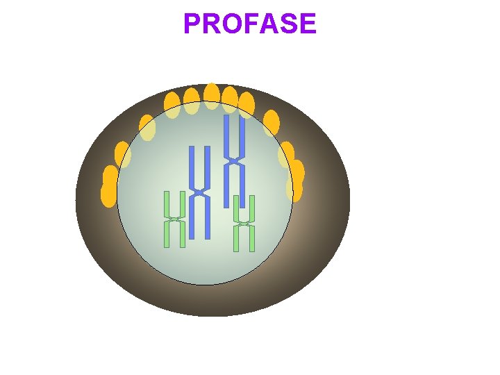 PROFASE 