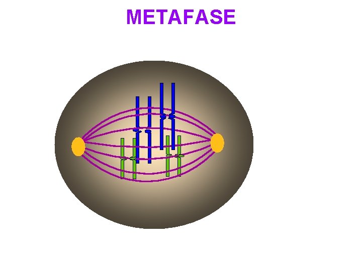 METAFASE 